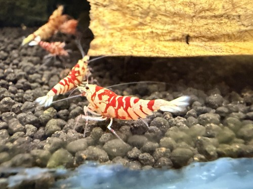 Crevettes red fancy - red,