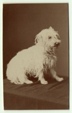 photo cdv 1880 Chien type