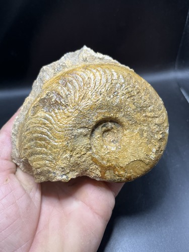 11cm ammonite du - -,