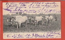 Old postcard - Busset - 03 - Bourbon ploughing - coupling of 6 cattle