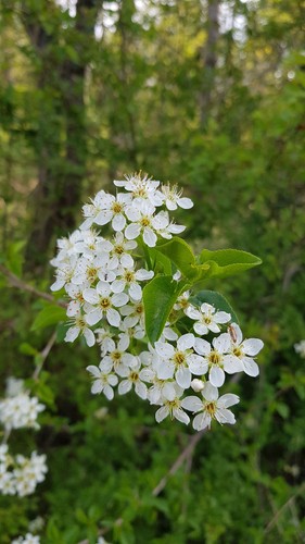 Prunus mahaleb - , (de