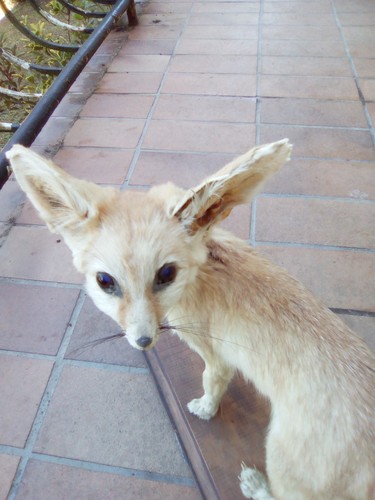 Ancienne taxidermie fennec - taxidermie, le