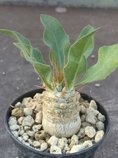 PACHYPODIUM NAMAQUANUM POT7CM