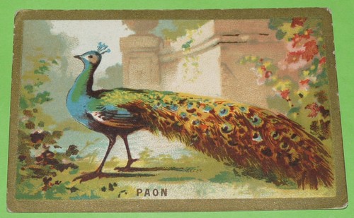 Chromo 1910 1925 chicoree - 1910-1925,