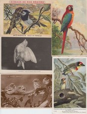 BIRDS BIRDS 211 Vintage ANIMALS Postcards Mostly Pre-1940 (L3621)