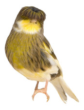 6 x autocollants de voiture autocollants canaris autocollants 9 x 9 cm