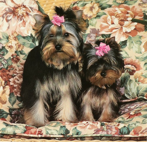 Poster chiens 2 yorkshire - poster,
