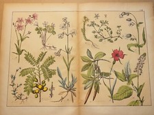 TIRAGE D'ART ANCIEN 1869 PLANTE LIVRE COLORIÉ MAIN FLORE BOTANIQUE FLEUR ILLU...
