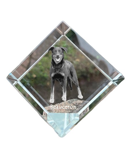 Berger beauce beauceron - berger, beauce,beauceron