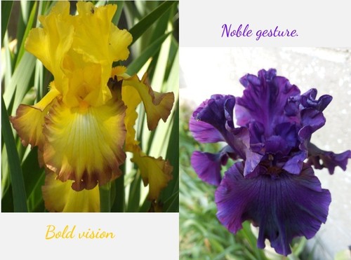 Iris germanica - iris,