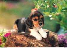 Animaux - Chiens - Beagle -
