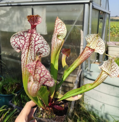 Sarracenia skywatcher - sarracenia, ‘skywatcher’