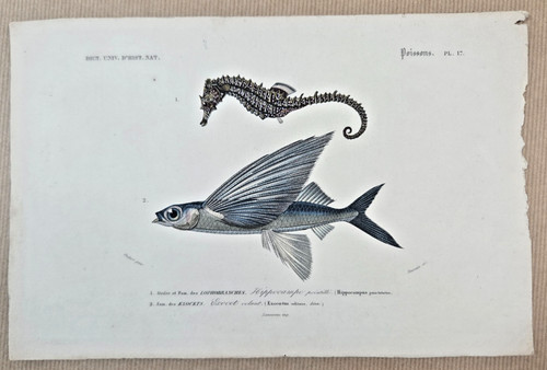 Gravure colorée poissons - colorée,