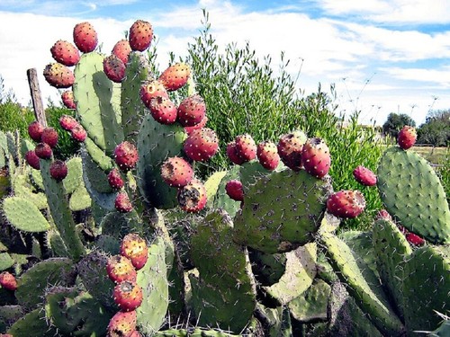 Opuntia ficus indica - indica, 10