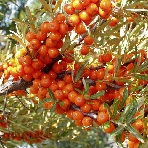 Hippophae rhamnoides leikora - rhamnoides, 'leikora'