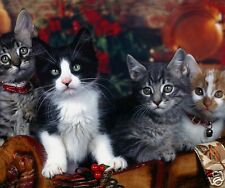 tapis de souris chat chaton