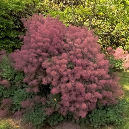 Arbre perruques rubrifolius - à,