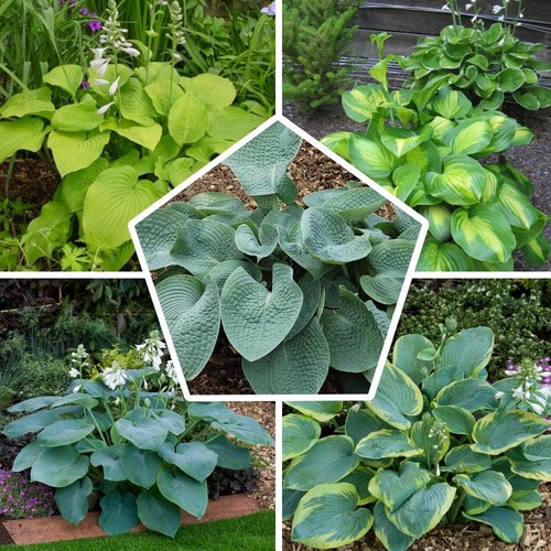 Hosta plante rustique budget - hosta,