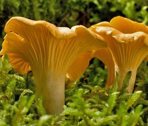 Mycélium girolle jaune - de,