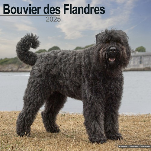 Calendrier 2025 bouvier des - calendrier,