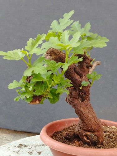 Pré bonsaï ficus retusa - de,