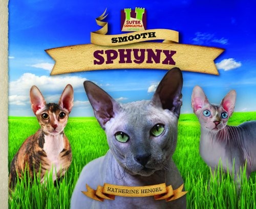 Smooth sphynx cat - sphynx, good