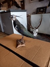 taxidermie oiseaux :  VANNEAU HUPPE
