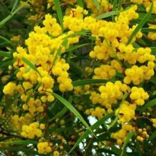 Acacia acuminata - Raspberry Jam Wattle Australian Native 100 Seeds