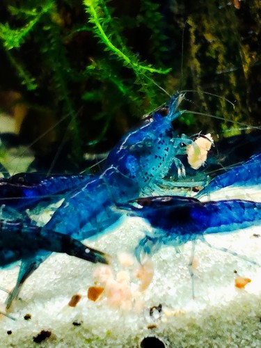Crevettes neocaridina blue - crevettes,