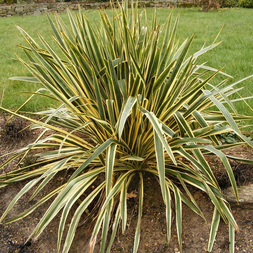 Yucca filamentosa bright - yucca,