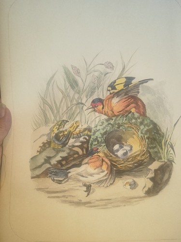Aquarelle ancienne originale