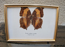 cadre ancien doré Entomologie