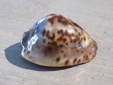 Shell: NEW CYPRAEA ZOILA JEANIANA JEANIANA 61mm W/AUSTRALIA
