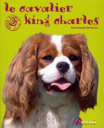 Cavalier king charles - cavalier,