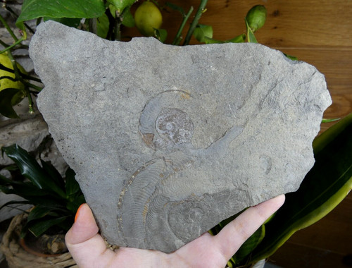 Fossile ammonite ancienne - ammonite,