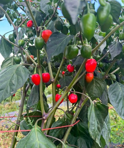 Akabare dalle khursani hot - akabare/dalle, khursani/hot
