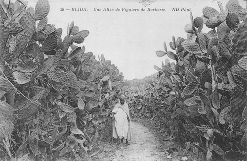 Algérie blida une allée de - algérie,,