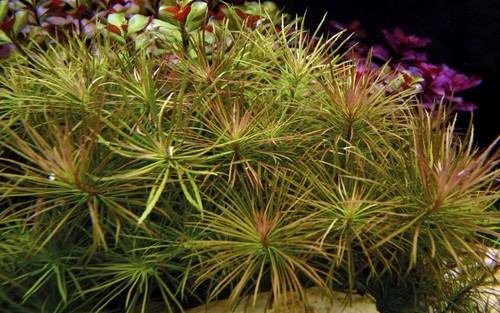 Pogostemon stellata tropica - pogostemon,