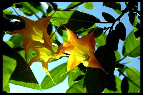 Brugmansia - (, datura