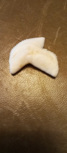 Dent requin tigre - dent,
