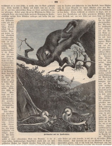 Edelmarder sur chasse - chasse, aux