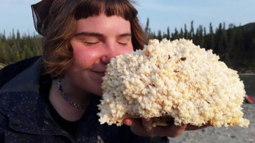 Lion mane mushroom grow kit - lion's,