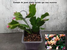 Jeune plante racinée  Schlumbergera Cactus de Noël jaune abricot