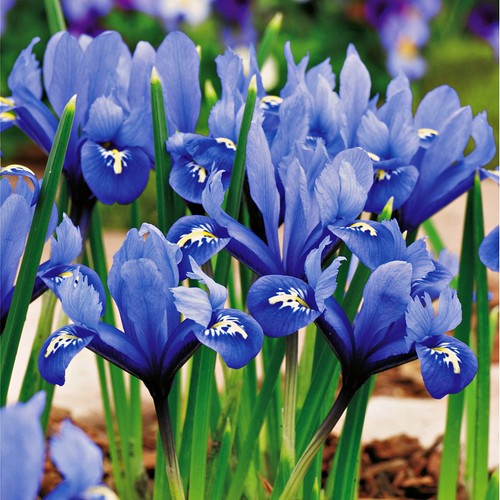 Bulbes iris - d'iris, fleurs