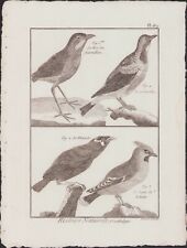 ✒ 1790 BUFFON Bonnaterre ORNITHOLOGIE Oiseaux Roi fourmilliers Cordon bl Mainate