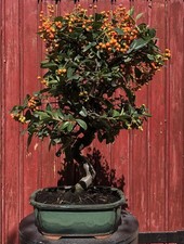 BONSAÏ PYRACANTHA COCCINEA/
