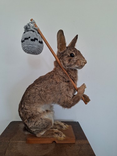 Superbe taxidermie lapin - lapin,