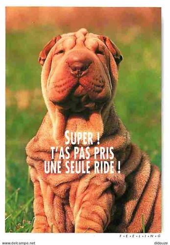 Carte postale animaux - postale,