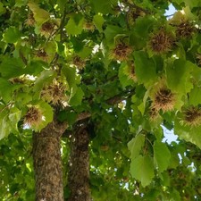 Corylus colurna – Noisetier