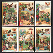Fruit Tree Pests Liebig Card Set 1908 Insects Beetle Moth Squirrel Birds Grapes